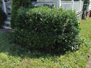 Bush Trimming by Matthew Spinelli for Denise T. in New Haven, CT