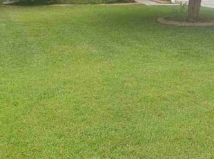 Claudette W.'s Lawn Mowing service result