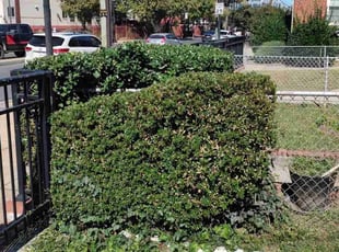 Bush Trimming by Allan Roberts for Sharon W. in Washington, DC