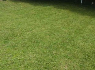 Marie C.'s Lawn Service service result