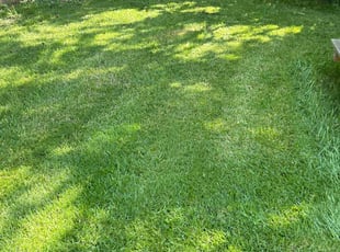 Bryan W.'s Lawn Mowing service result