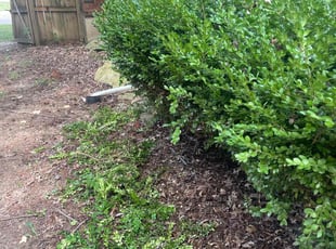 Bush Trimming by Jacob Russi for Pauletta P. in Blue Springs, MO