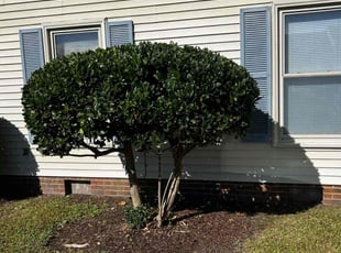 Bush Trimming by Derek Walker for Shirley M. in Virginia Beach, VA