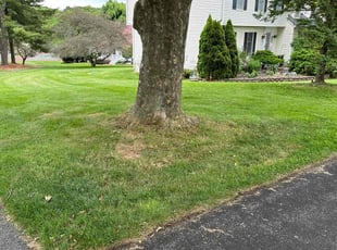Roxane T.'s Lawn Mowing service result
