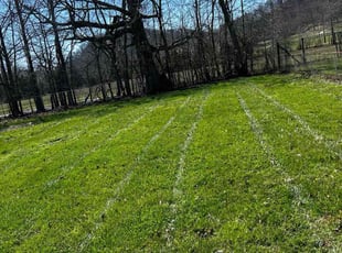 gwen -.'s Yard Cutting service result