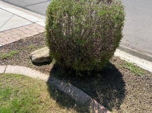 Bush Trimming by jimmy ruiz for Rj M. in San Tan Valley, AZ