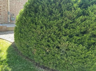 Curtis H.'s Bush Trimming service result
