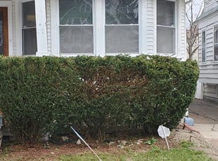 Bush Trimming by Ronald Burton for Bernice T. in Buffalo, NY
