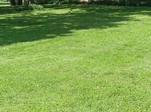 Ashley W.'s Lawn Mowing Service service result