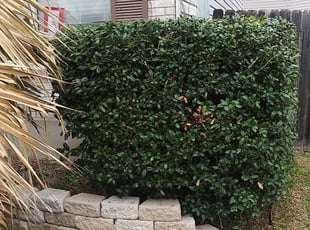 Bush Trimming by Derek Schoenfeld for Corinne D. in San Antonio, TX