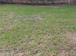 Leaf Removal by Kimberly Gonzales-Franco for Earl J. in Houston, TX