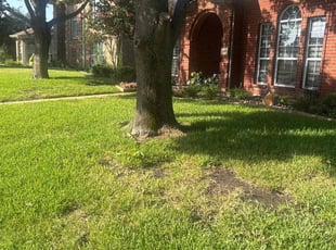 Rico H.'s Bush Trimming service result