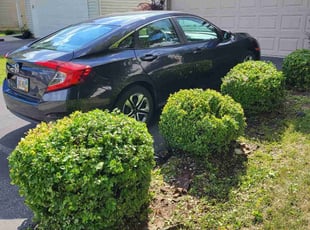 Bush Trimming by Josh Papworth for Shenhang Z. in Grove City, OH
