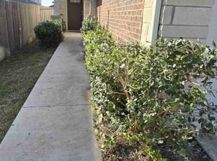 Bush Trimming by Steven Solis for Laura B. in Leander, TX