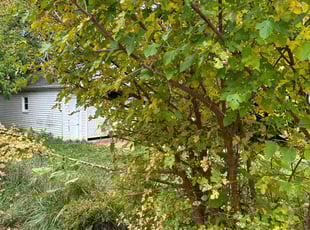 Bush Trimming by Rodney Isby for Robert B. in Cleveland, OH