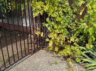 Bush Trimming by Amador Avila Haro for Pedro Y. in San Jose, CA
