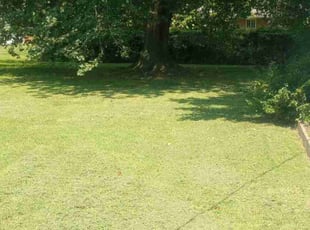 Chelsea M.'s Grass Cutting service result