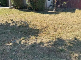 Bush Trimming by Martin Marquez for Alexandra F. in Patterson, CA