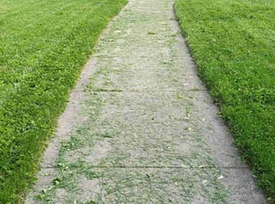 Tracy D.'s Grass Cutting service result