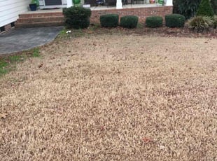 Bush Trimming by Billy Bryant for melissa C. in Clayton, NC