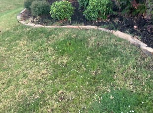 Bush Trimming by Nivardo Chavez for Myla W. in Wylie, TX