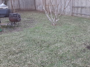 Lillian H.'s Leaf Removal service result