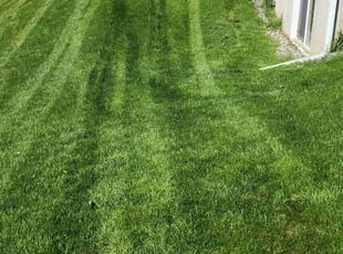 Leroy G.'s Lawn Mowing service result