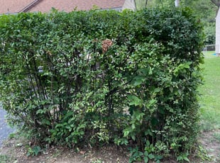 Bush Trimming by Derrick Conn for Randy D. in Raytown, MO