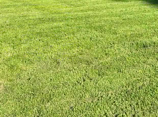 Brian D.'s Lawn Mowing service result