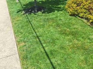 Dan G.'s Lawn Mowing Service service result