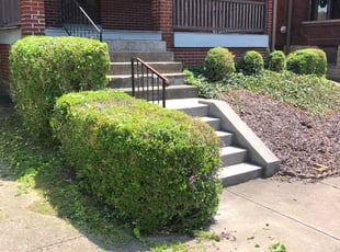 Bush Trimming by Dorrell Colbert for Jeanne A. in Pittsburgh, PA