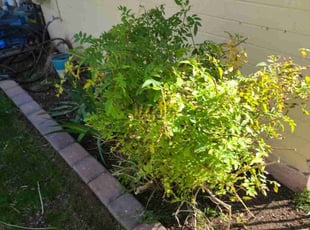 Bush Trimming by Chris Hawk for Jennifer L. in Phoenix, AZ
