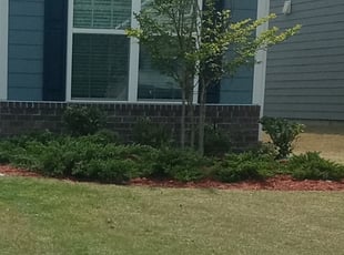 Bush Trimming by Cassandra Blackson for Lori G. in Huntersville, NC