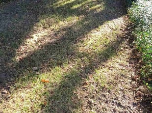 Leaf Removal by Willie Carmichael for Charlie K. in Orlando, FL