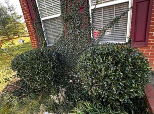 Bush Trimming by Carlos Portillo for Norlynn D. in Waldorf, MD
