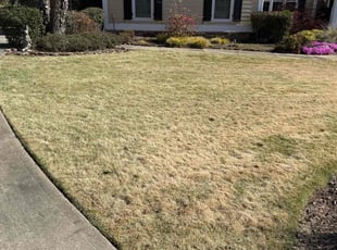 Gabrielle R.'s Yard Cutting service result