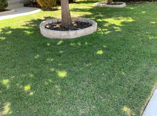 Lorraine A.'s Lawn Mowing service result