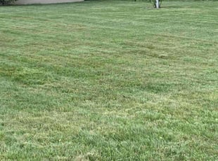 Brianna B.'s Lawn Care service result