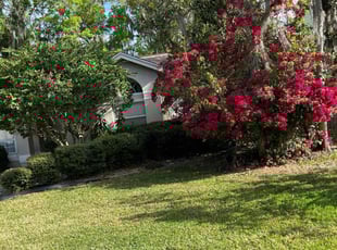 Bush Trimming by Johnny Torres for May A. in Plant City, FL