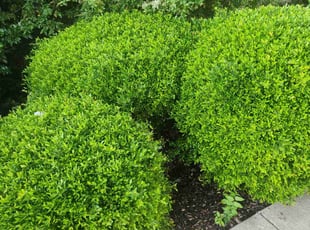 Bush Trimming by Manuel Solis Soto for Cody L. in McKinney, TX