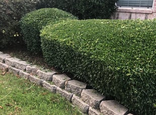 Bush Trimming by Dustin Jones for Mindi S. in Frisco, TX