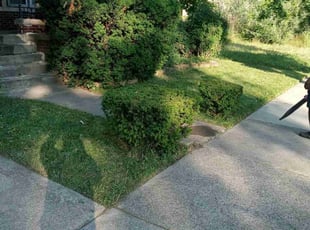 Bush Trimming by Lamar Taylor for Rod W. in Detroit, MI