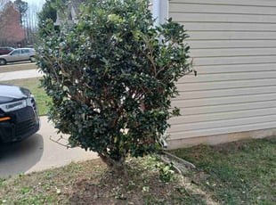 Bush Trimming by Tim Hargett for Tyree F. in Gastonia, NC