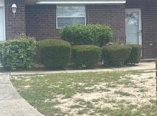 Bush Trimming by Shawn Jordan for Cynthia C. in Pensacola, FL