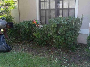 Bush Trimming by Marvel Carmichael for Mariel G. in Longwood, FL