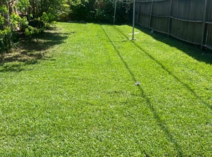 Eileen M.'s Lawn Mowing service result