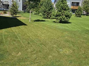 Mia W.'s Lawn Mowing service result