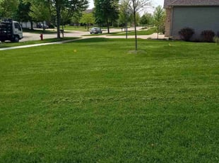Nancy M.'s Lawn Mowing service result
