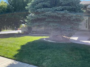 Elena G.'s Yard Cutting service result