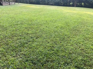Frantz j.'s Lawn Mowing service result